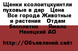 Щенки ксолоитцкуинтли пуховые в дар › Цена ­ 1 - Все города Животные и растения » Отдам бесплатно   . Ямало-Ненецкий АО